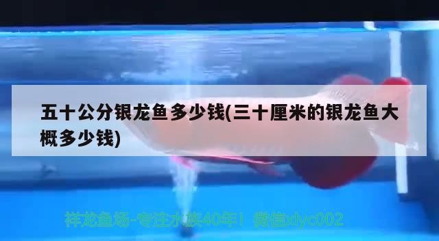 五十公分銀龍魚(yú)多少錢(qián)(三十厘米的銀龍魚(yú)大概多少錢(qián))龍魚(yú)價(jià)格分析，三十厘米銀龍