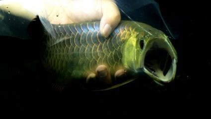 龍魚快速張嘴，魚張嘴現象，快速動作背后的生態