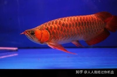 國內(nèi)紅龍魚繁殖基地在哪里，紅龍魚繁殖基地揭秘，尋找最佳
