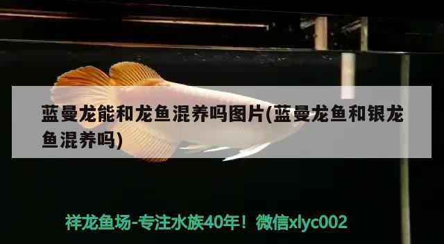 藍曼龍能和龍魚混養嗎圖片(藍曼龍魚和銀龍魚混養嗎)曼龍魚與銀龍魚混養