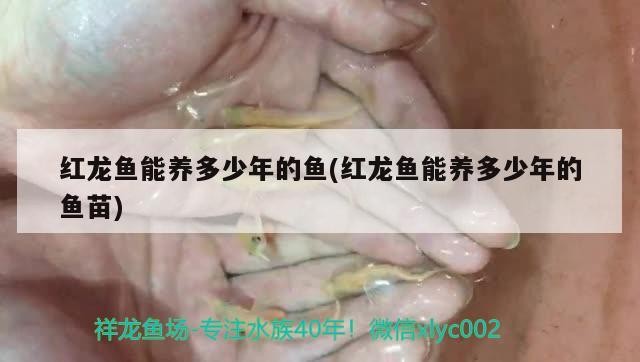 巨無霸印尼虎魚，虎魚，海洋中的巨獸，體型