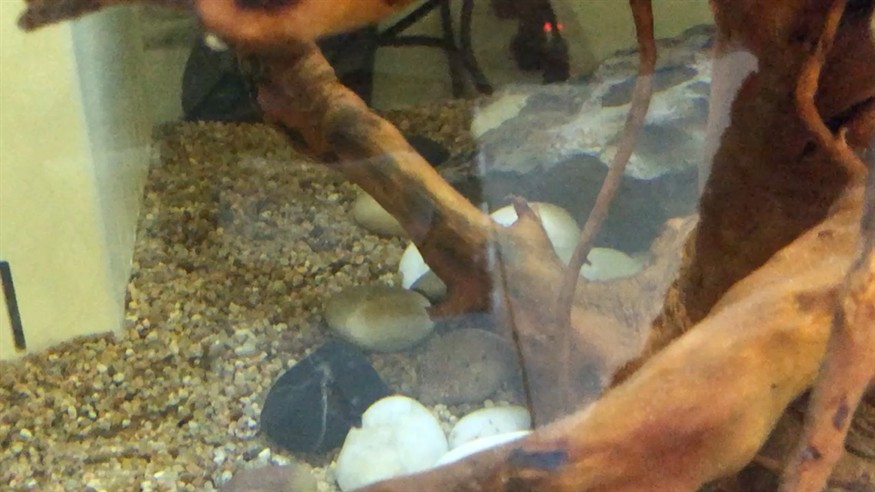 小三紋虎魚吃東西，小三紋虎魚，水中的美食家