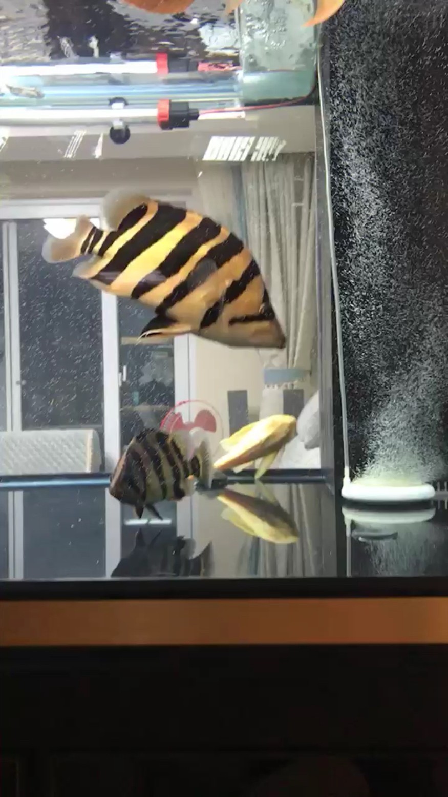 這虎怎么樣龍魚，魚與虎紋虎的奇妙邂逅，探索水中的神秘力量