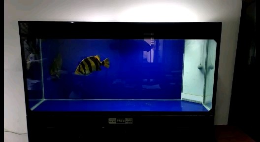 魚勇分享一米八虎魚缸三哥四哥進食視頻，一米八虎魚缸，三哥四哥驚人進食視頻曝光