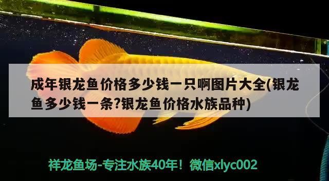 成年銀龍魚價格多少錢一只啊圖片大全(銀龍魚多少錢一條?銀龍魚價格水族品種)龍魚價格大全，了解成年銀龍魚的市場價值及品種
