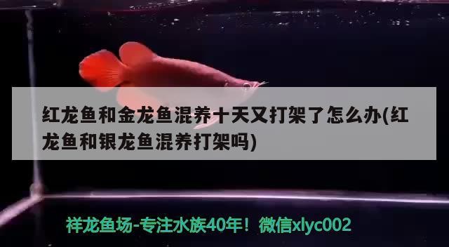 紅龍魚和金龍魚混養(yǎng)十天又打架了怎么辦(紅龍魚和銀龍魚混養(yǎng)打架嗎)龍魚與金龍魚混養(yǎng)引發(fā)沖突，十天后再次發(fā)生爭斗，該如何處理？