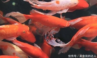 我們家的龍魚最近不吃東西了怎么辦呢，魚食欲不振，應對不進食狀況的全面 我們家的龍魚最近不吃東西了怎么辦呢，魚食欲不振，應對不進食狀況的全面 龍魚百科 第1張