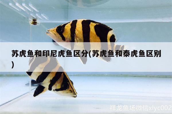 蘇虎魚和印尼虎魚區分(蘇虎魚和泰虎魚區別)虎魚與印尼虎魚的辨識指南，區分特征與養殖
