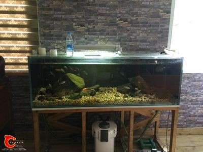 斗魚缸造景好還是不造景好呢：養斗魚時，關于是否在魚缸中進行造景，有不同的看法和做法，魚養殖，選擇造景還是不造