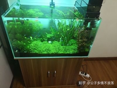 90厘米魚缸：90厘米魚缸尺寸選擇指南，0厘米魚缸尺寸選擇指南，打造完美 90厘米魚缸：90厘米魚缸尺寸選擇指南，0厘米魚缸尺寸選擇指南，打造完美 魚缸百科 第1張
