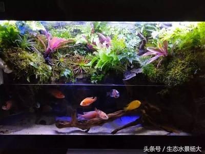90厘米魚缸：90厘米魚缸尺寸選擇指南，0厘米魚缸尺寸選擇指南，打造完美 90厘米魚缸：90厘米魚缸尺寸選擇指南，0厘米魚缸尺寸選擇指南，打造完美 魚缸百科 第3張
