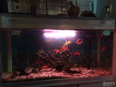 90厘米魚缸：90厘米魚缸尺寸選擇指南，0厘米魚缸尺寸選擇指南，打造完美 90厘米魚缸：90厘米魚缸尺寸選擇指南，0厘米魚缸尺寸選擇指南，打造完美 魚缸百科 第4張