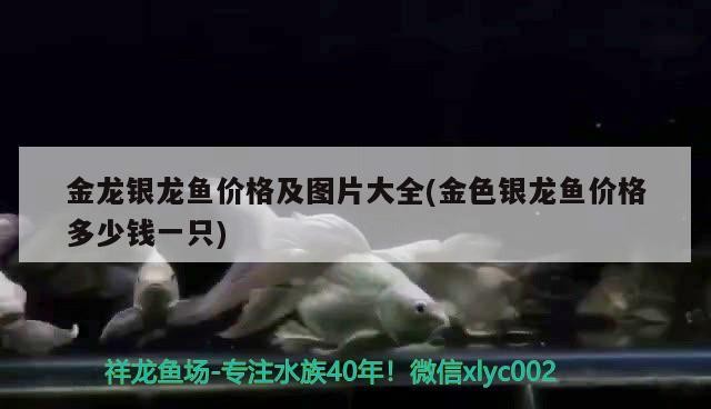 金龍銀龍魚價格及圖片大全(金色銀龍魚價格多少錢一只)銀龍魚價格一覽，金龍與銀龍魚的奢華 金龍銀龍魚價格及圖片大全(金色銀龍魚價格多少錢一只)銀龍魚價格一覽，金龍與銀龍魚的奢華 銀龍魚百科