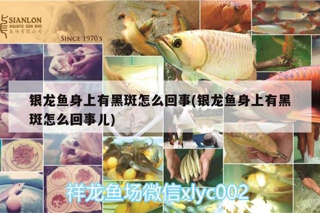 銀龍魚身上有黑斑怎么回事(銀龍魚身上有黑斑怎么回事兒)龍魚身上出現黑斑的原因及處理方法
