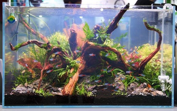 廣州虎魚批發價格查詢網站(虎魚批發商)虎魚批發價格查詢平臺，一站式服務，助您輕松采購