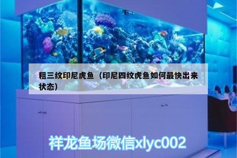 粗三紋印尼虎魚(yú)（印尼四紋虎魚(yú)如何最快出來(lái)狀態(tài)）四紋虎魚(yú)，如何快速提升其粗三紋狀態(tài)？