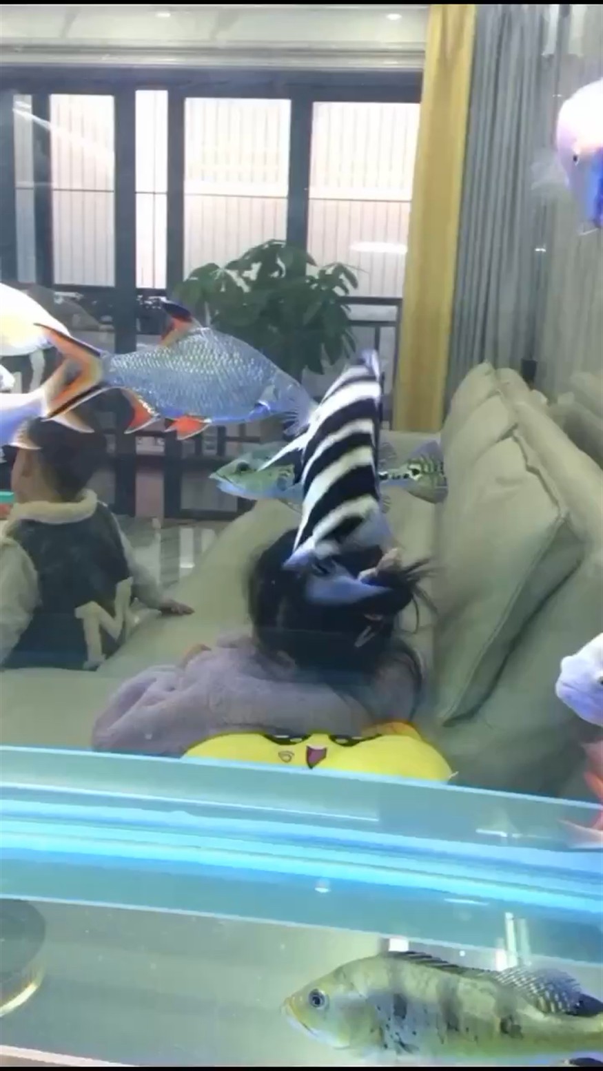 虎魚：缸霸明虎沒黑過打架視頻，魚缸霸明虎，揭秘其戰斗