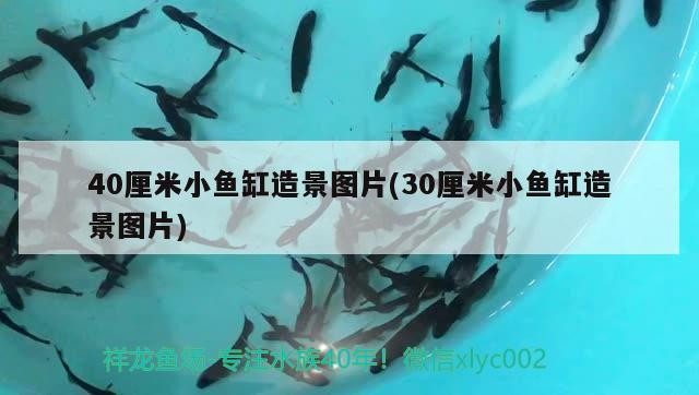 虎魚：缸霸明虎沒黑過打架視頻，魚缸霸明虎，揭秘其戰斗