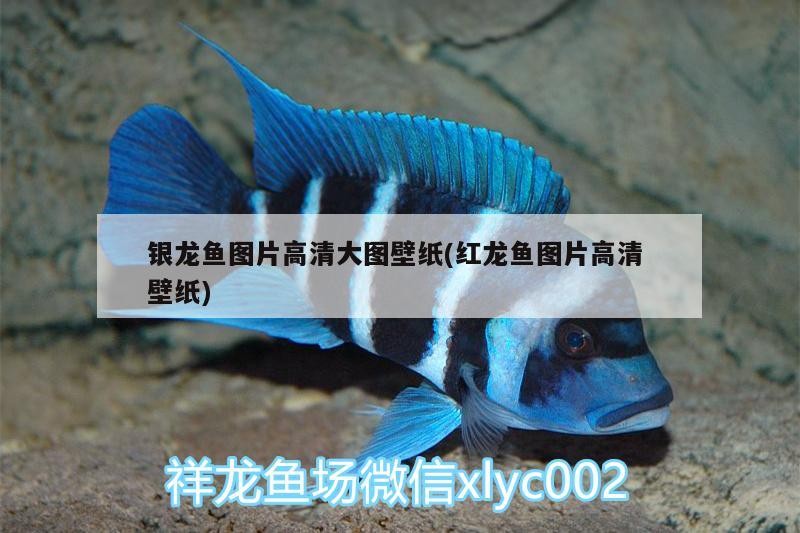 銀龍魚圖片高清大圖壁紙(紅龍魚圖片高清壁紙)龍魚高清壁紙，銀龍魚的