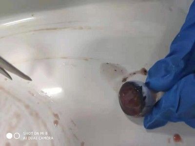 龍魚死前征兆是什么樣子，龍魚瀕死前的驚人征兆，生命