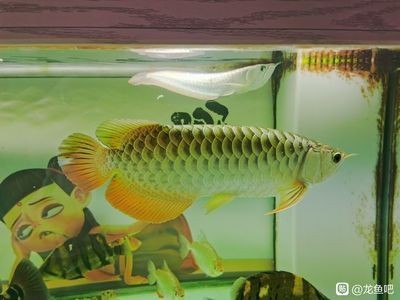 龍魚做檢疫是什么意思，魚檢疫流程詳解，確保海洋生物安全