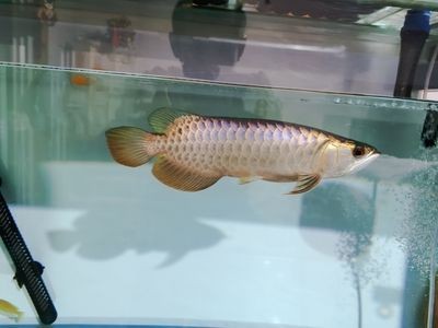龍魚做檢疫是什么意思，魚檢疫流程詳解，確保海洋生物安全