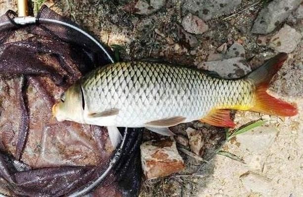 紅龍魚用什么燈發色好看圖片欣賞一下（紅龍魚用什么燈發色好看圖片欣賞一下）龍魚發色效果最佳燈具推薦及