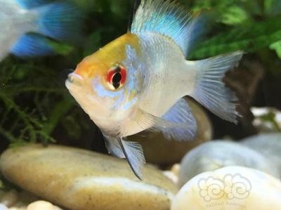 紅龍魚用什么燈發色好看圖片欣賞一下（紅龍魚用什么燈發色好看圖片欣賞一下）龍魚發色效果最佳燈具推薦及