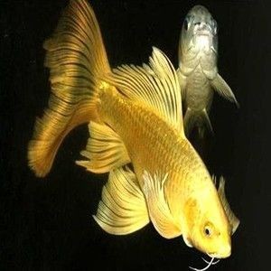 金龍魚與錦鯉魚混養有成功的嗎，龍魚與錦鯉魚混養，成功案例與養殖技巧探討