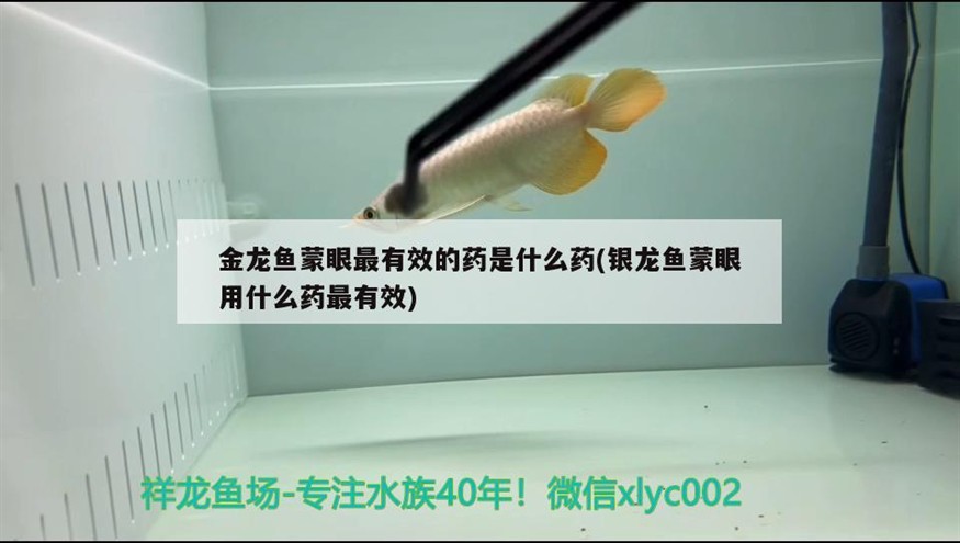 金龍魚蒙眼最有效的藥是什么藥(銀龍魚蒙眼用什么藥最有效)龍魚蒙眼特效藥揭秘，銀龍魚蒙眼治療