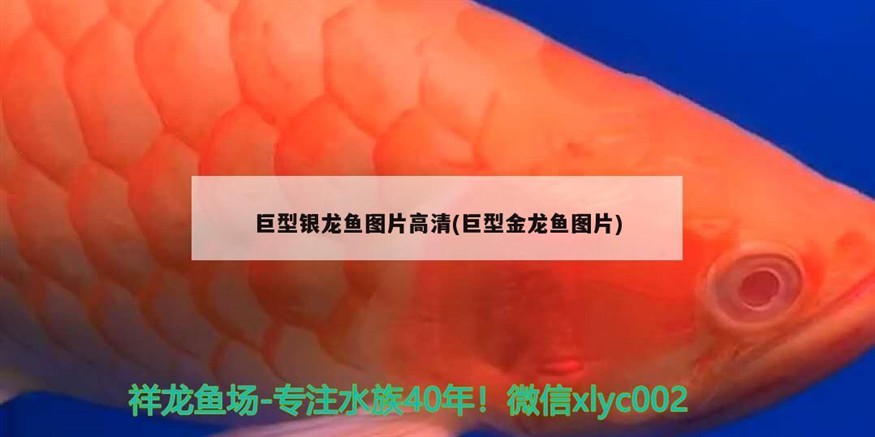巨型銀龍魚圖片高清(巨型金龍魚圖片)展示，壯觀巨型銀龍魚與金龍魚的驚人視覺