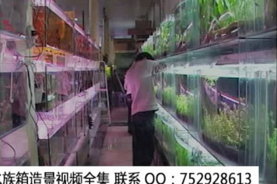 大魚缸水草怎么放進(jìn)去視頻教學(xué)：在大魚缸中種植水草的視頻教學(xué)如何正確養(yǎng)護(hù)水草的心得，魚缸水草種植與養(yǎng)護(hù)技巧，視頻