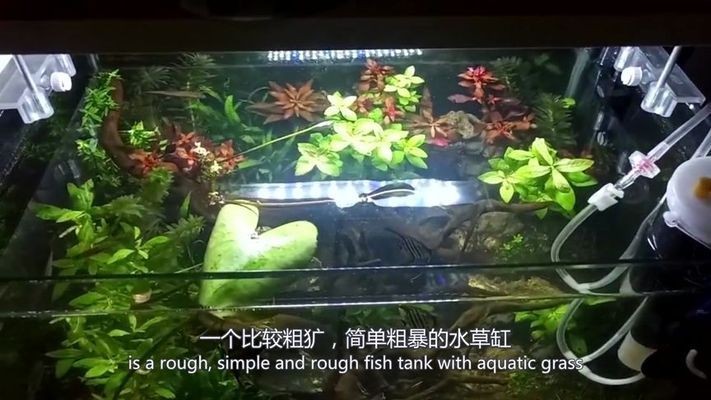 大魚缸水草怎么放進去視頻教學：在大魚缸中種植水草的視頻教學如何正確養護水草的心得，魚缸水草種植與養護技巧，視頻