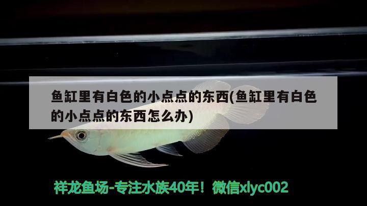 魚缸里有白色的小點點的東西(魚缸里有白色的小點點的東西怎么辦)中的白色小點點是什么
