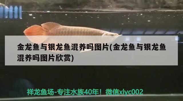 金龍魚與銀龍魚混養(yǎng)嗎圖片(金龍魚與銀龍魚混養(yǎng)嗎圖片欣賞)龍魚與銀龍魚混養(yǎng)探究