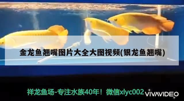 金龍魚翹嘴圖片大全大圖視頻(銀龍魚翹嘴)龍魚翹嘴高清大圖集錦，銀龍魚翹