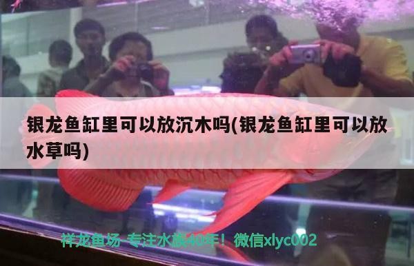 銀龍魚缸里可以放沉木嗎(銀龍魚缸里可以放水草嗎)龍魚缸養護指南，沉木與水