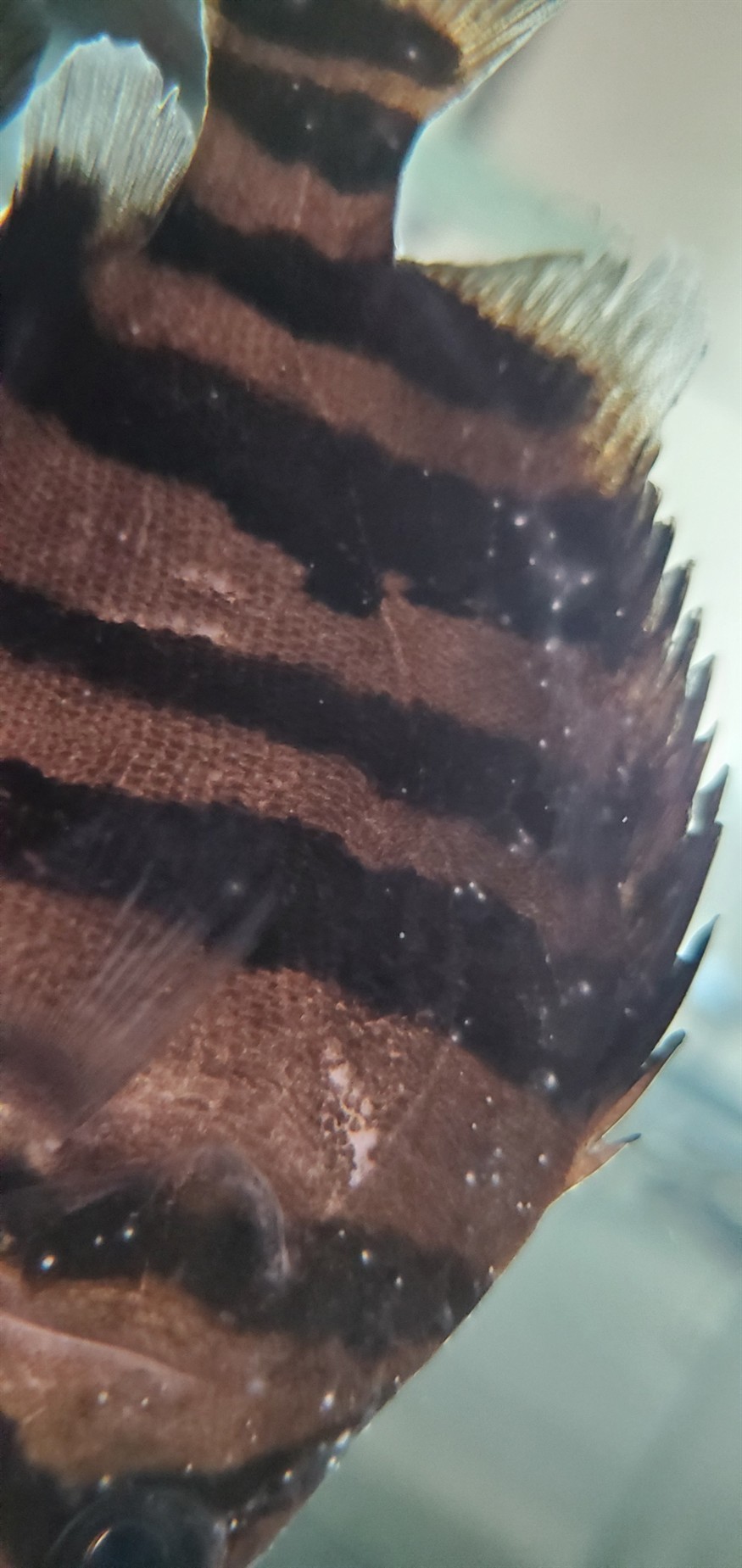 虎魚白點水霉，魚白點水霉的成因與
