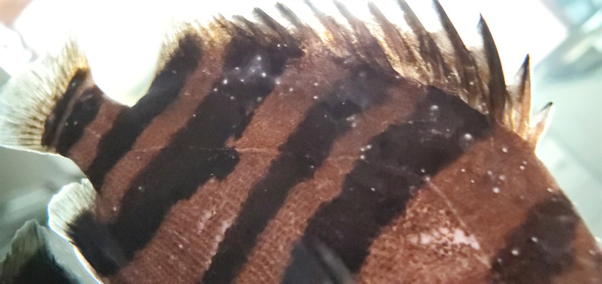 虎魚白點水霉，魚白點水霉的成因與