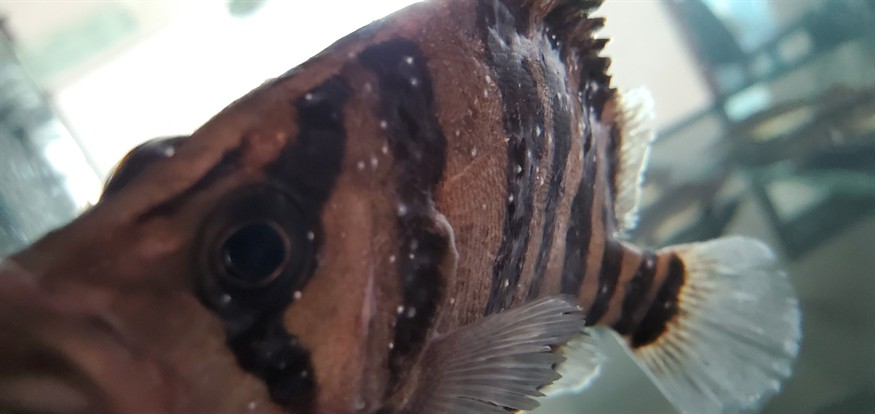 虎魚白點水霉，魚白點水霉的成因與