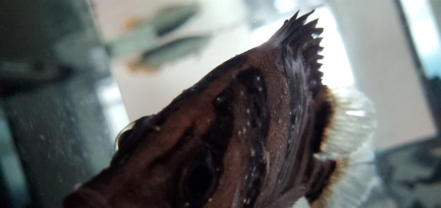 虎魚白點水霉，魚白點水霉的成因與