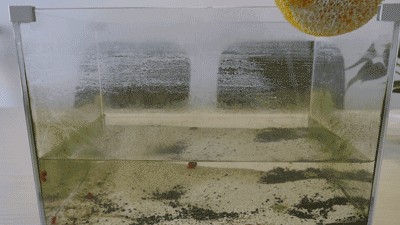 搬運工為玻璃廠運魚缸：搬運工為玻璃廠運魚缸的具體情況可能會有所不同，但根據搜索結果，工為玻璃廠運送魚缸，細節與
