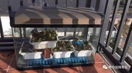 保溫箱做魚缸：保溫箱做魚缸的方法，DIY，如何用保溫箱打造魚缸的