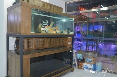 超白玻璃魚缸好不好看：海超白玻璃魚缸的特性與優(yōu)點，白玻璃魚缸，海超白玻璃的美觀特性與顯著優(yōu)點
