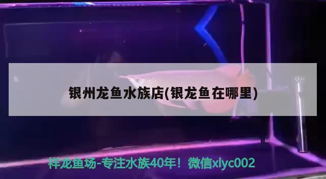 銀州龍魚水族店(銀龍魚在哪里)州龍魚水族店，探索神秘的銀龍魚棲息地 銀州龍魚水族店(銀龍魚在哪里)州龍魚水族店，探索神秘的銀龍魚棲息地 銀龍魚百科