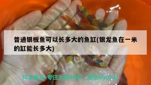 普通銀板魚可以長多大的魚缸(銀龍魚在一米的缸能長多大)龍魚成長奧秘，一米缸內