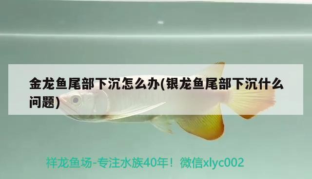 金龍魚尾部下沉怎么辦(銀龍魚尾部下沉什么問題)龍魚尾部下沉的應對策略與銀