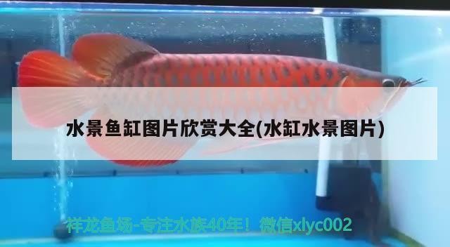 水景魚缸圖片欣賞大全(水缸水景圖片)景魚缸大全，高清圖片欣賞與設計