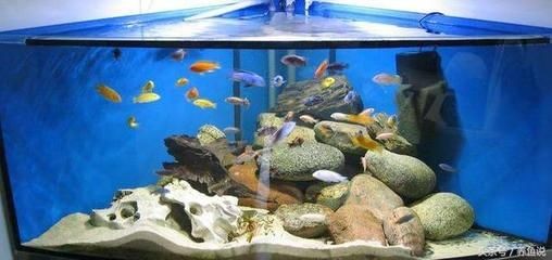 1.2米魚缸養什么三湖，米大魚缸的生態養殖指南，三湖魚種的選擇與