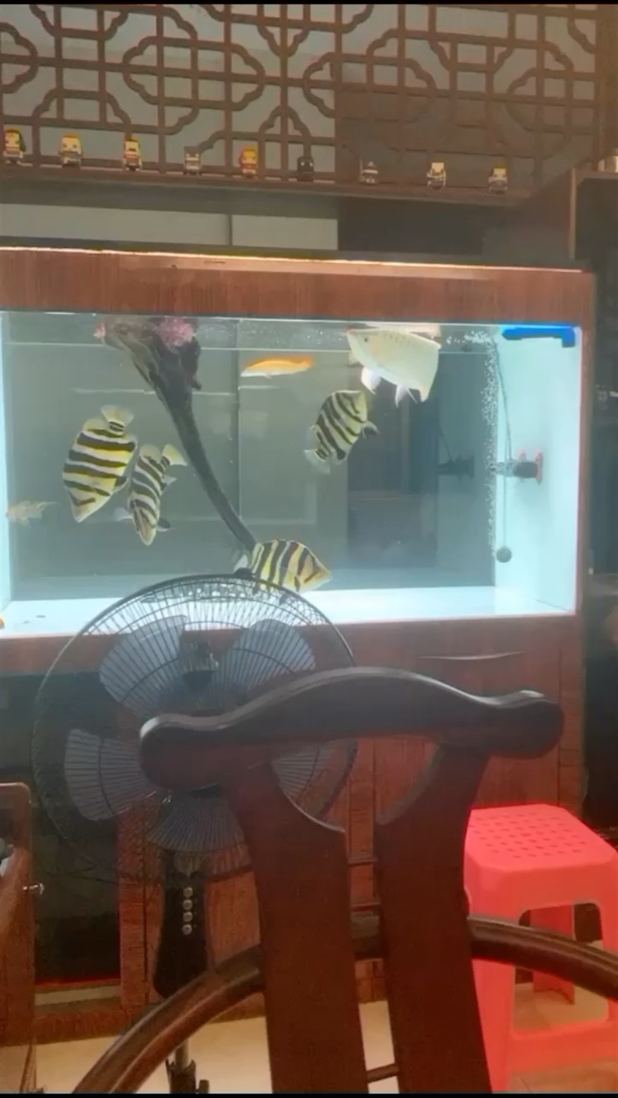虎魚的魅力，魚，水中的神秘魅力與觀賞價值